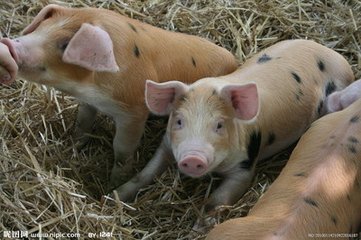 你知道冬季育肥豬的飼養管理嗎？